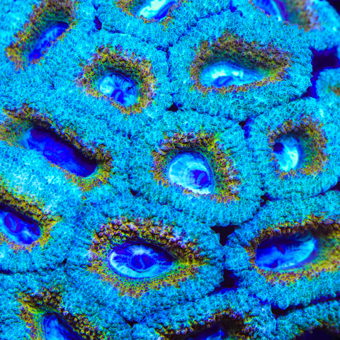 TSA Honey Pot Acan Coral