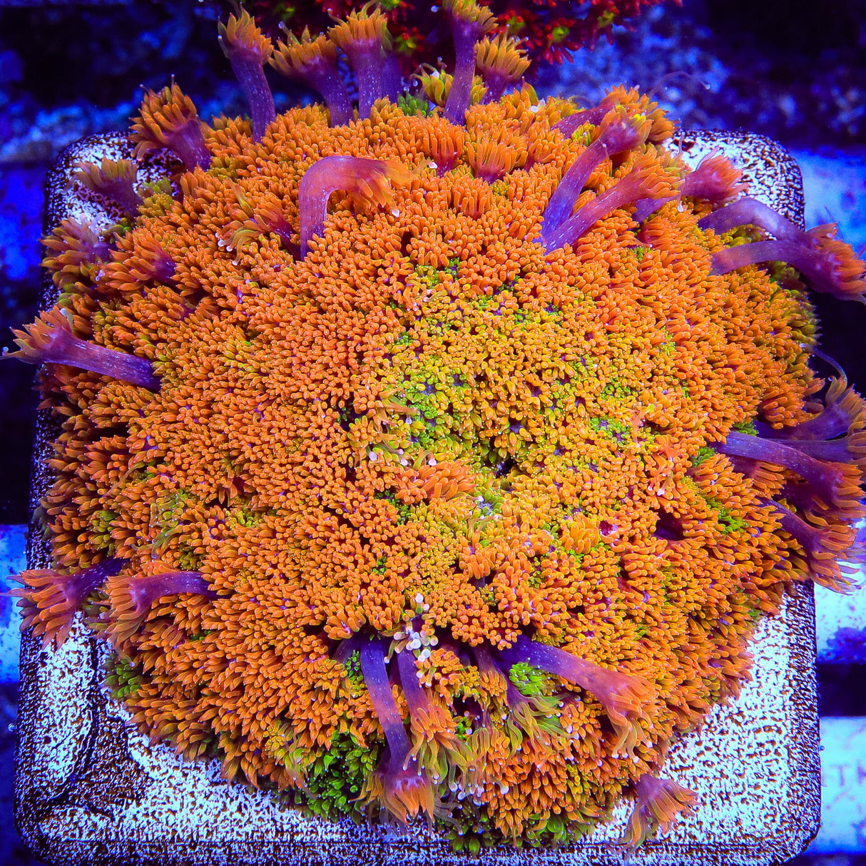 TSA Laffy Taffy Goniopora Coral - Top Shelf Aquatics