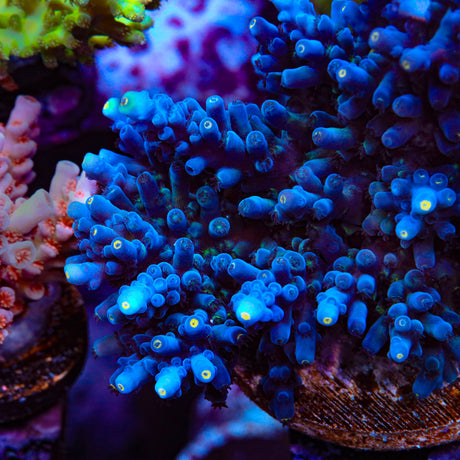 Jake Adam's Immortal Tort Acropora Coral - Top Shelf Aquatics