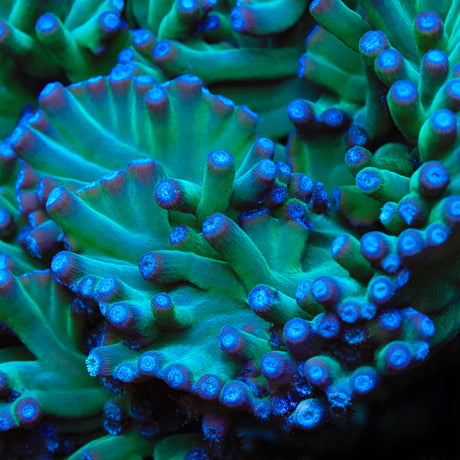 TSA Emerald Branching Turbinaria Coral - Top Shelf Aquatics