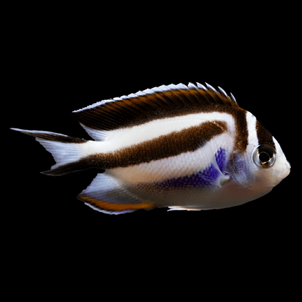 Bellus Blue Angelfish saltwater fish care guide