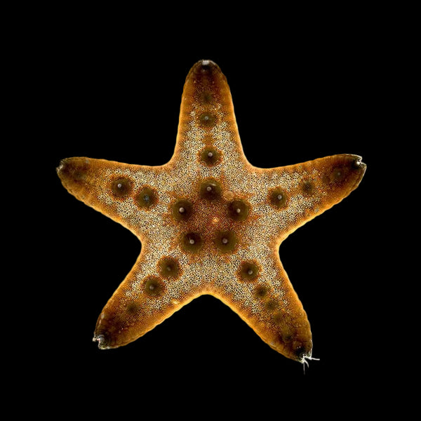 Chocolate Chip Starfish saltwater invertebrate care guide