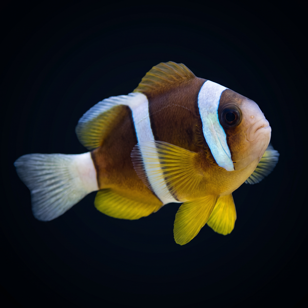 Clarkii Clownfish saltwater fish care guide