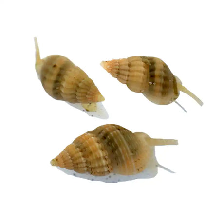 Mini Nassarius Snail - Sustainably Aquacultured - Top Shelf Aquatics