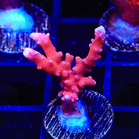JF TNT Anacropora Coral