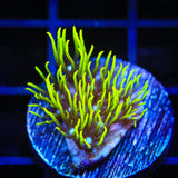 Blue Eye Star Polyps Coral - Top Shelf Aquatics