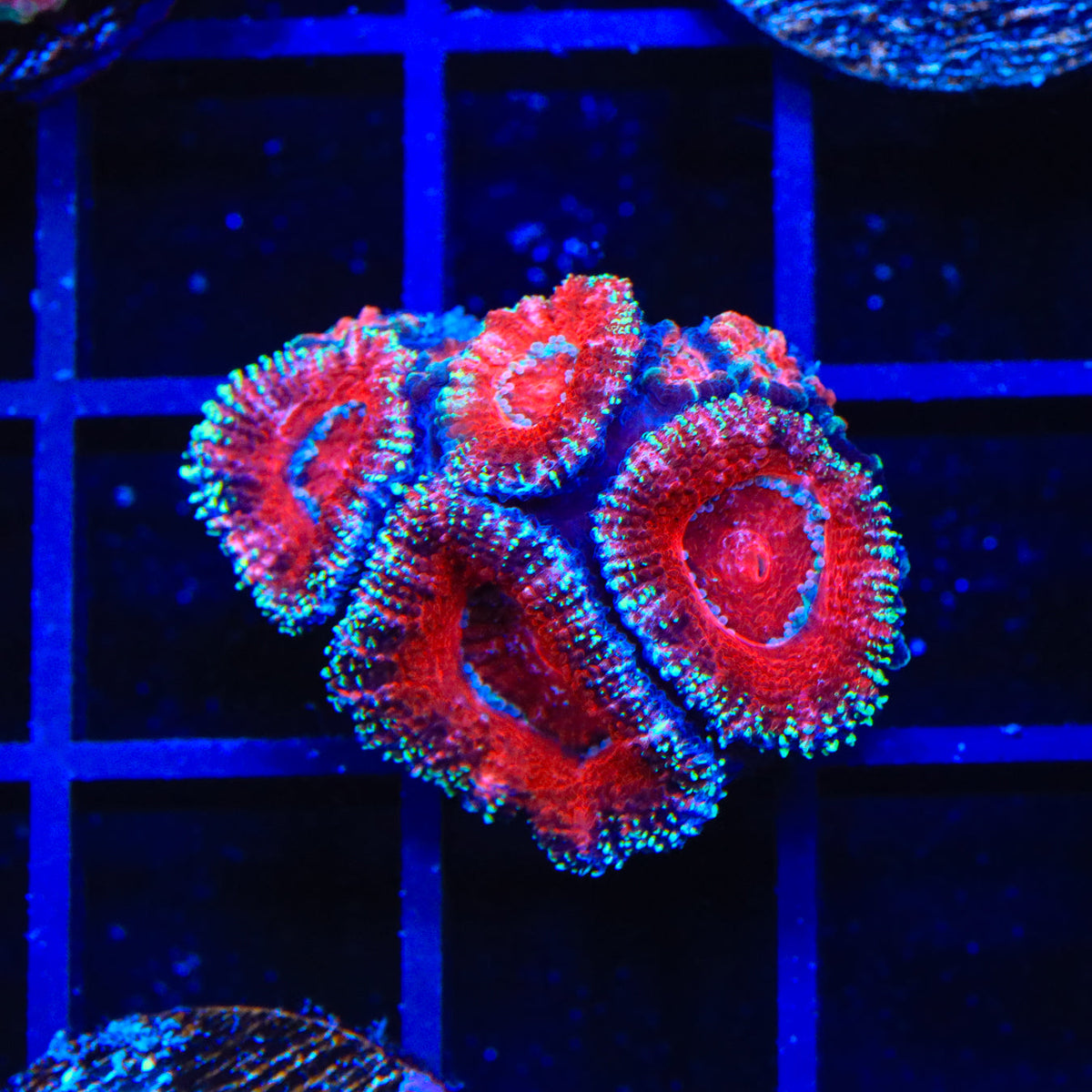 Manta Micro Coral C09 Beige