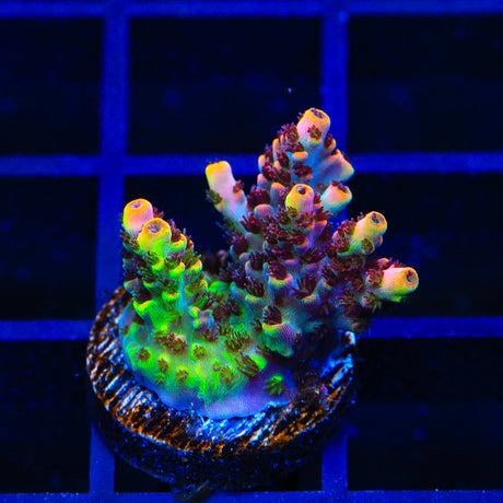 TSA Fruity Splice Acropora Coral
