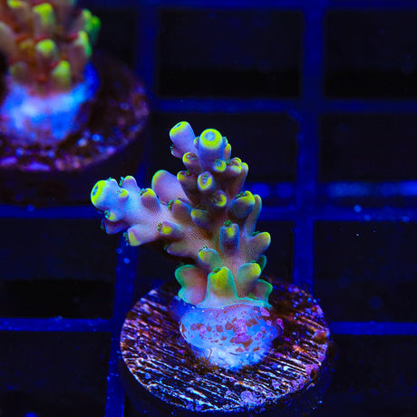 TSA Bollywood Acropora Coral