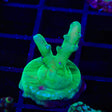 TSA Malaysia Jawdropper Acropora Coral