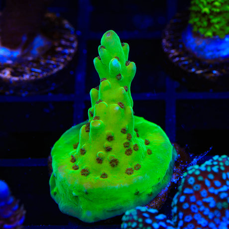 TSA Peace Pipe Acropora Coral