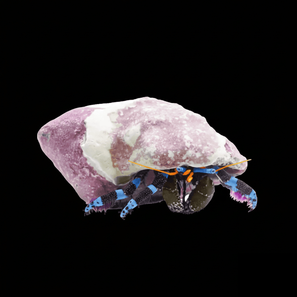 Electric Blue Hermit Crab saltwater invertebrate care guide