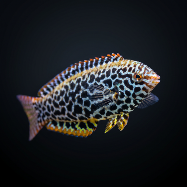 Leopard Wrasse saltwater fish care guide