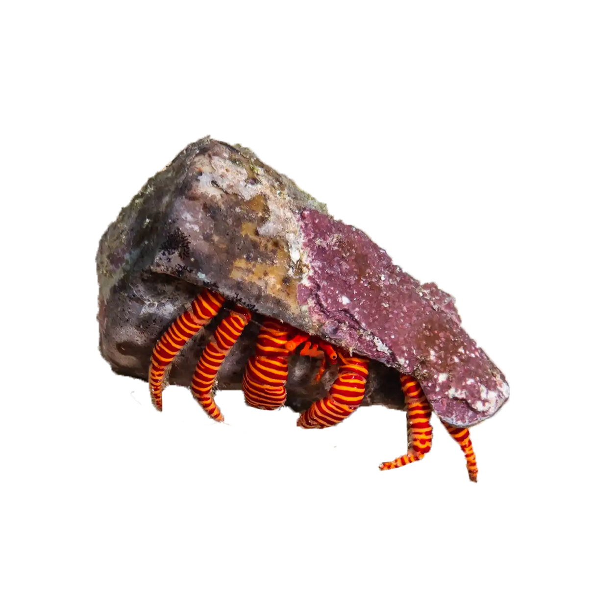 Halloween Hermit Crab - Sea Dwelling Creatures
