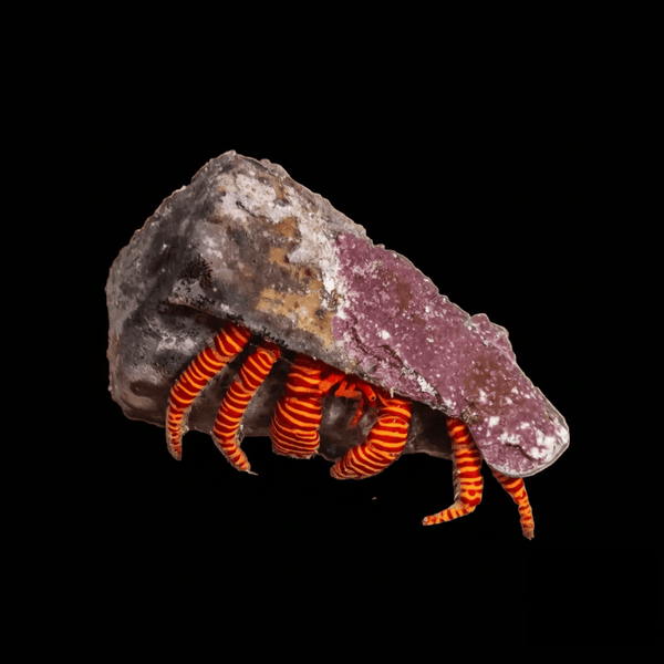 Halloween Hermit Crab saltwater invertebrate care guide
