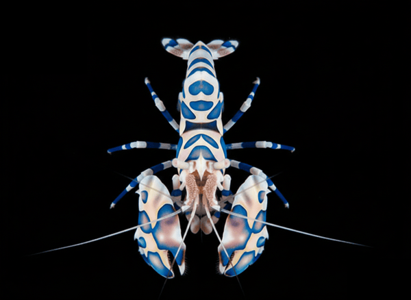 Harlequin Shrimp saltwater invertebrate care guide