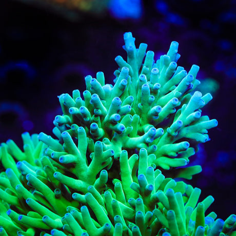 ORA Hawkins Echinata Acropora Coral - Top Shelf Aquatics