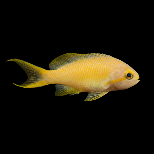 Hutchi Anthias (Female) saltwater fish care guide