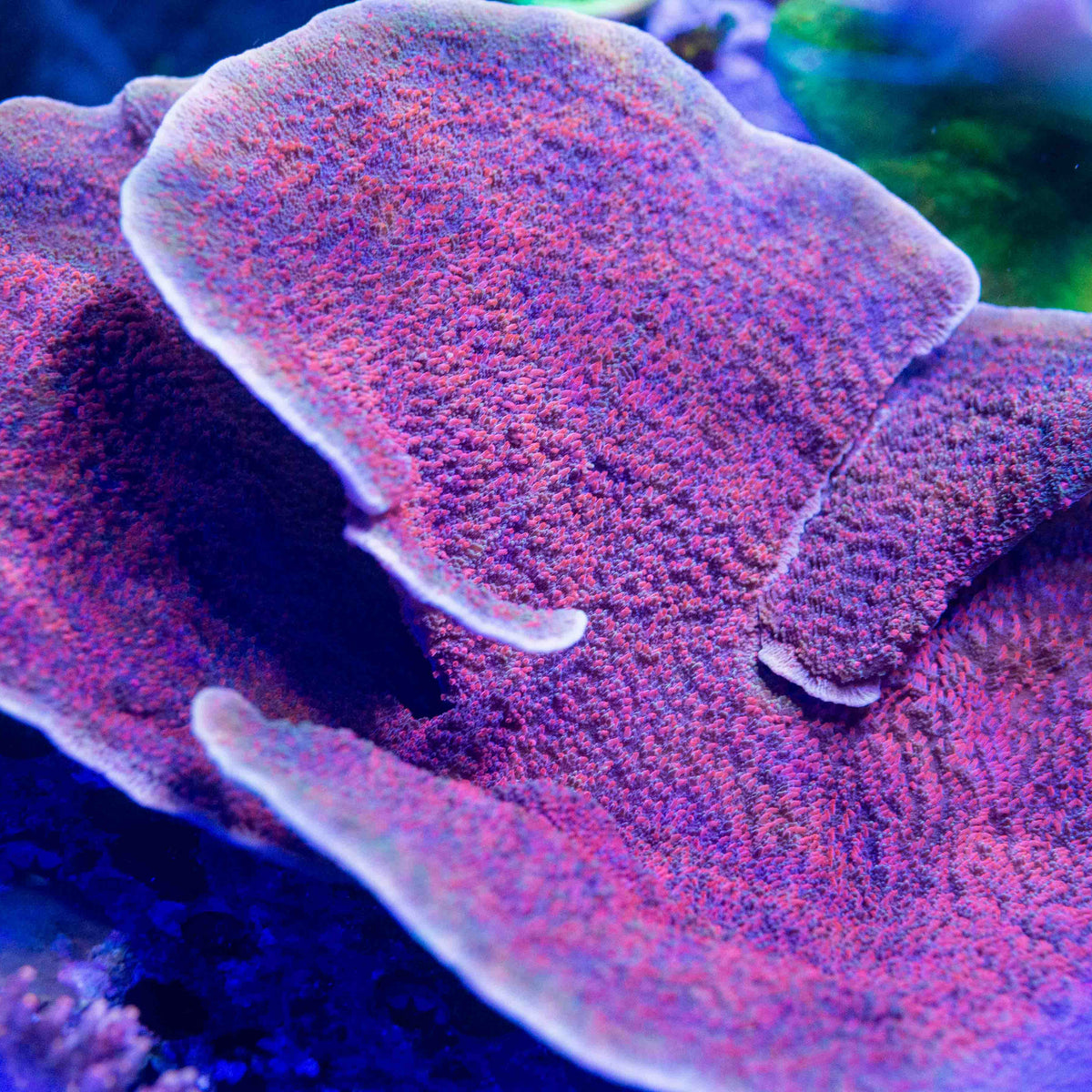 Tsa Periwinkle Passion Montipora Xl – Top Shelf Aquatics