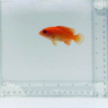 Miniatus Grouper Fish