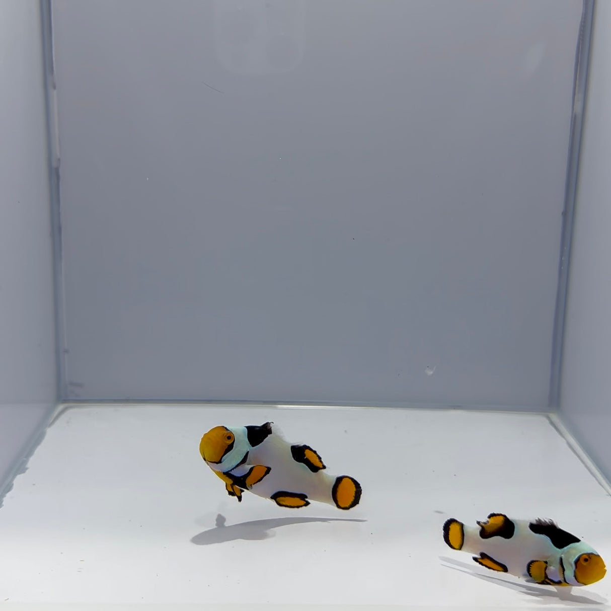 Extreme Onyx Picasso Clownfish Pair - Top Shelf Aquatics