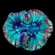 Rainbow Trachyphyllia Coral