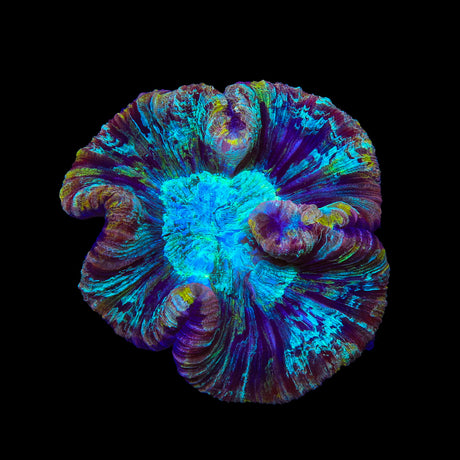 Rainbow Trachyphyllia Coral