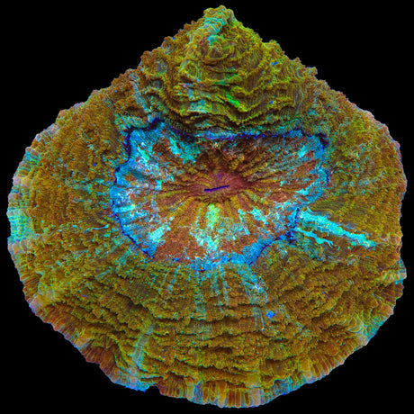 Rainbow Acanthophyllia Coral