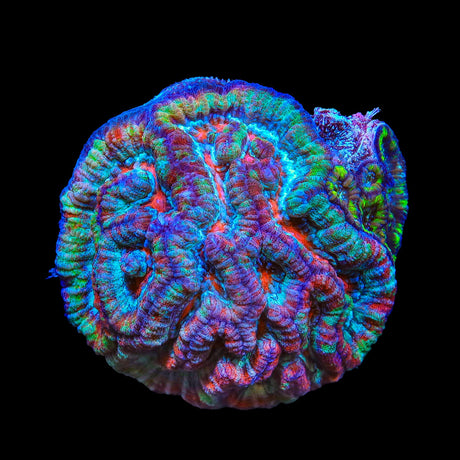 Rainbow Wilsoni Coral
