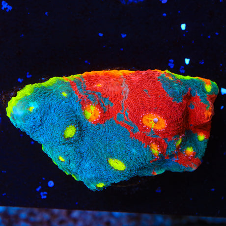 Rainbow Colony Chalice Coral