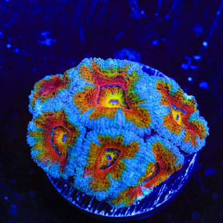 Rainbow Acan Coral
