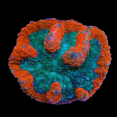 Rainbow Symphyllia Coral