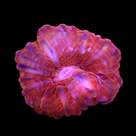 Ultra Cynarina Coral