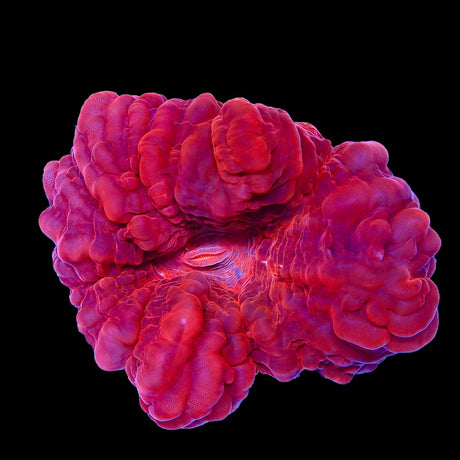 Ultra Cynarina Coral
