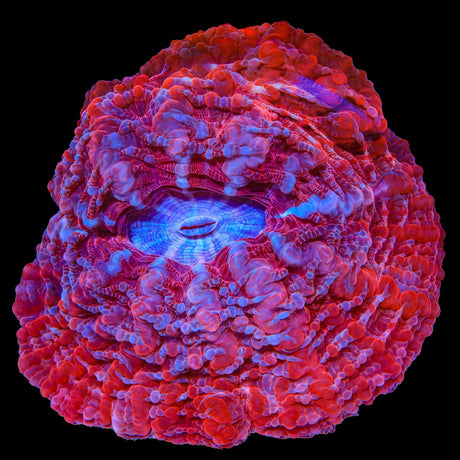 Rainbow Indophyllia Coral