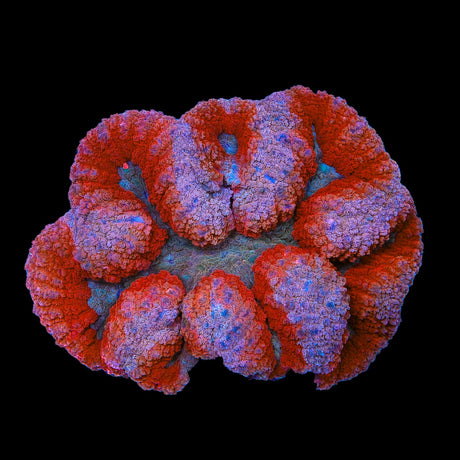 Strawberry Symphyllia Coral