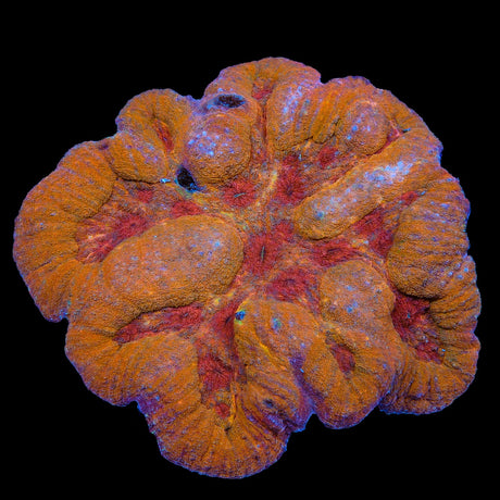 Orange Marmalade Symphyllia Coral