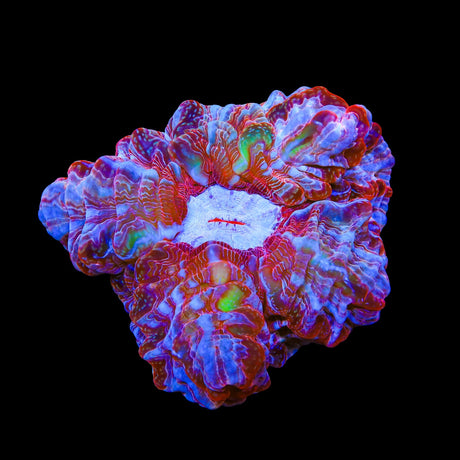 Rainbow Indophyllia Coral