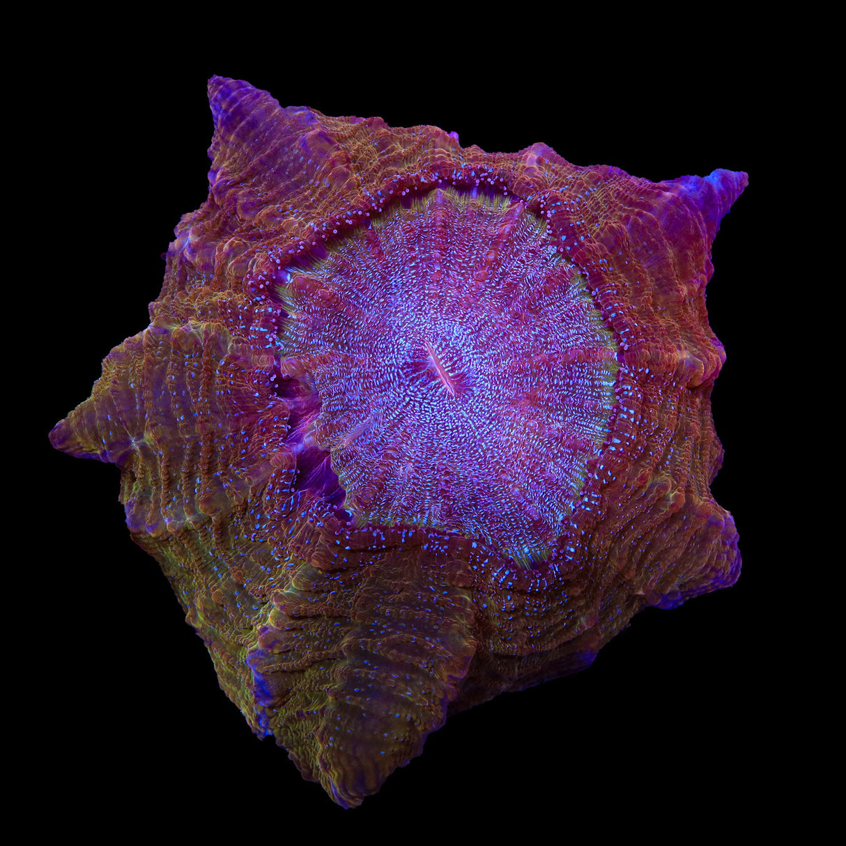 Rainbow Acanthophyllia Coral
