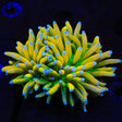 TSA 24K Gold Torch Coral