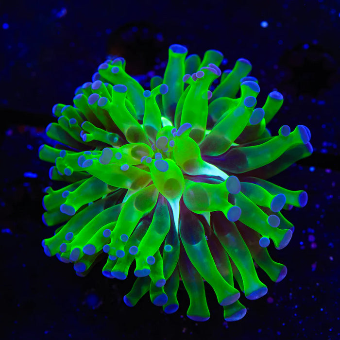 Bicolor Frogspawn Coral - BYR - Build Your Reef