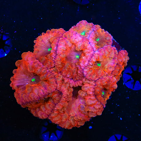 Ultra Blastomussa Colony Coral