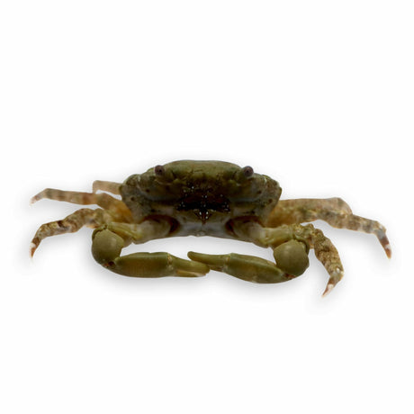 Emerald Crab – Consumes Bubble Algae - Top Shelf Aquatics