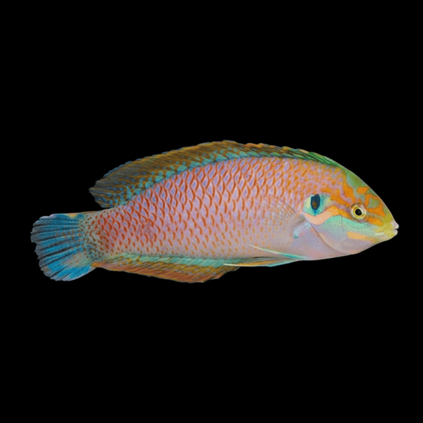 Kuteri Wrasse saltwater fish care guide