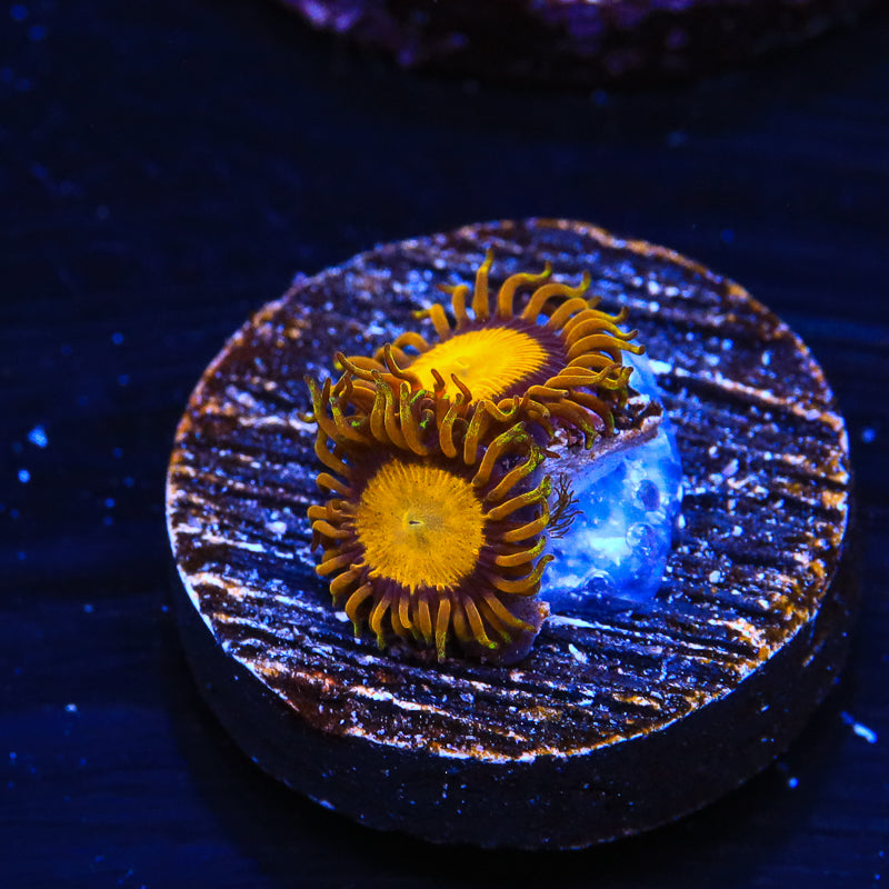 King Midas Zoanthid Coral - Top Shelf Aquatics