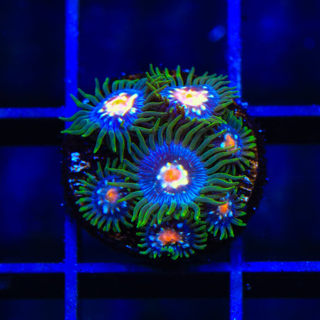 JF Daisy Cutter Zoanthids Coral