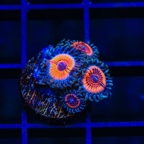 Armor of God Zoanthids Coral