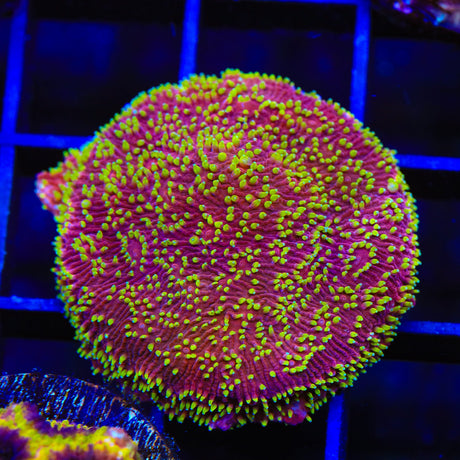 JF Freak Hair Lithophyllon Coral