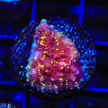 JF Gold Meister Chalice Coral