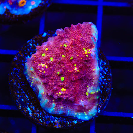 JF Gold Meister Chalice Coral